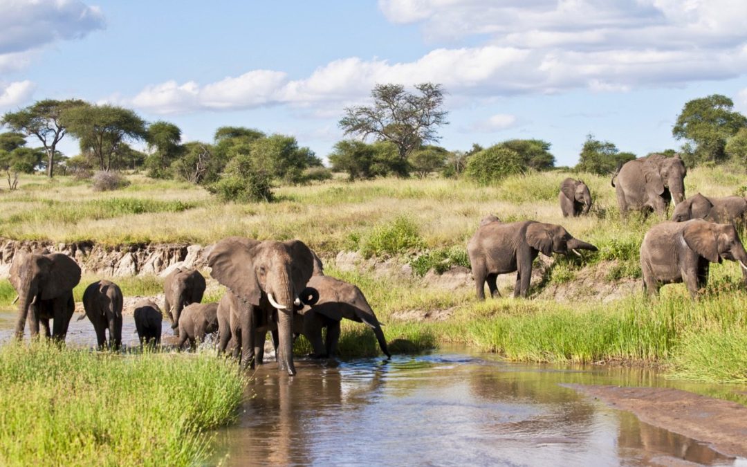 Tarangire National Park